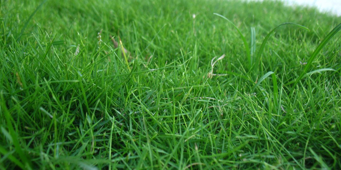 carpet grass singaporecarpet grass singapore